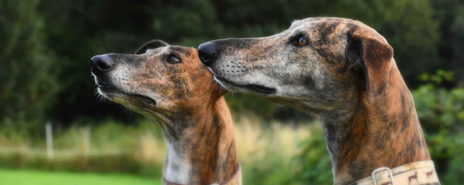 A pair of Galgos Español dogs.