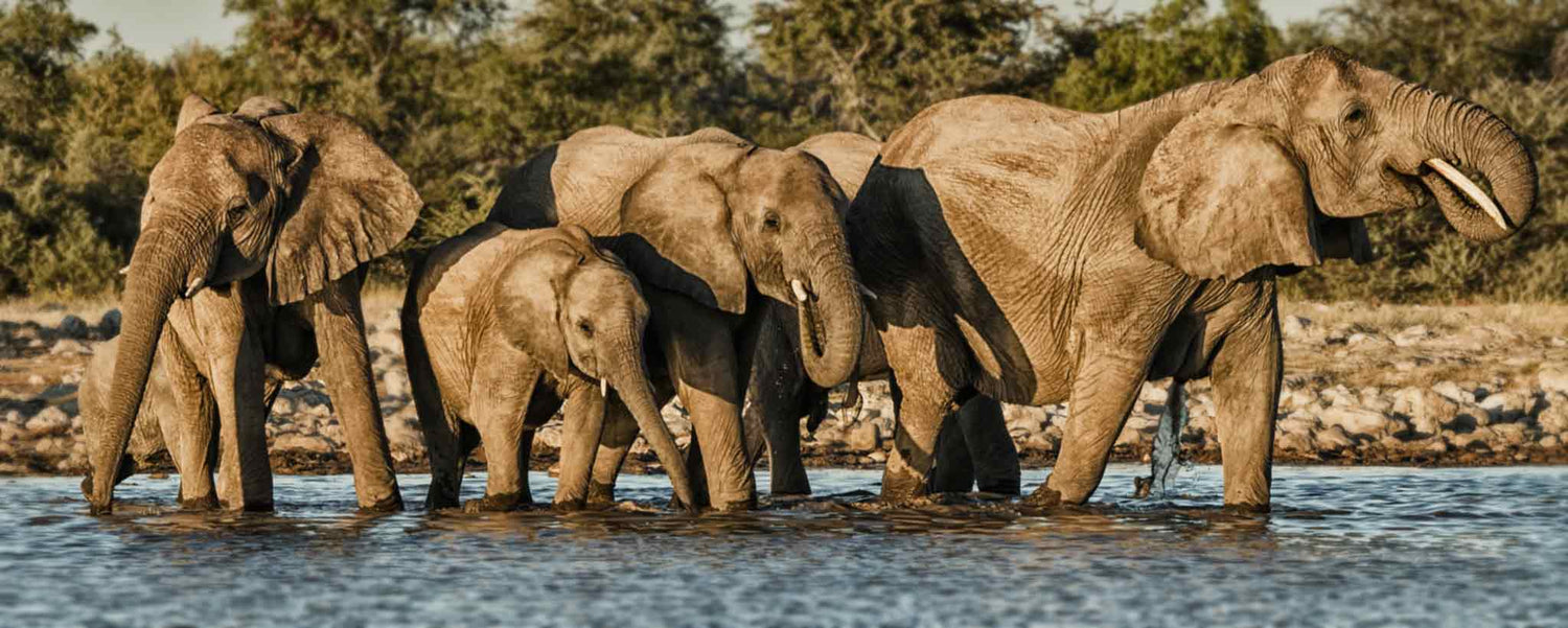 Coronavirus Herd Immunity Fallacy