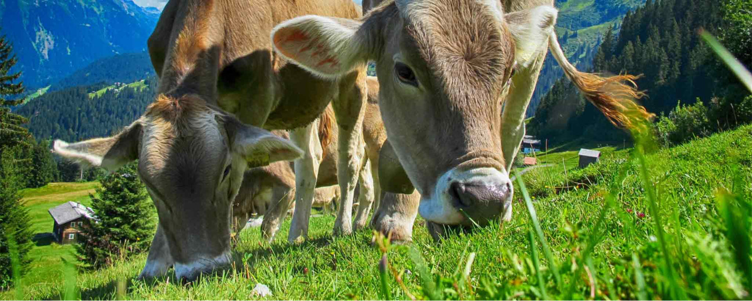 A Little Monsanto In Each of Us