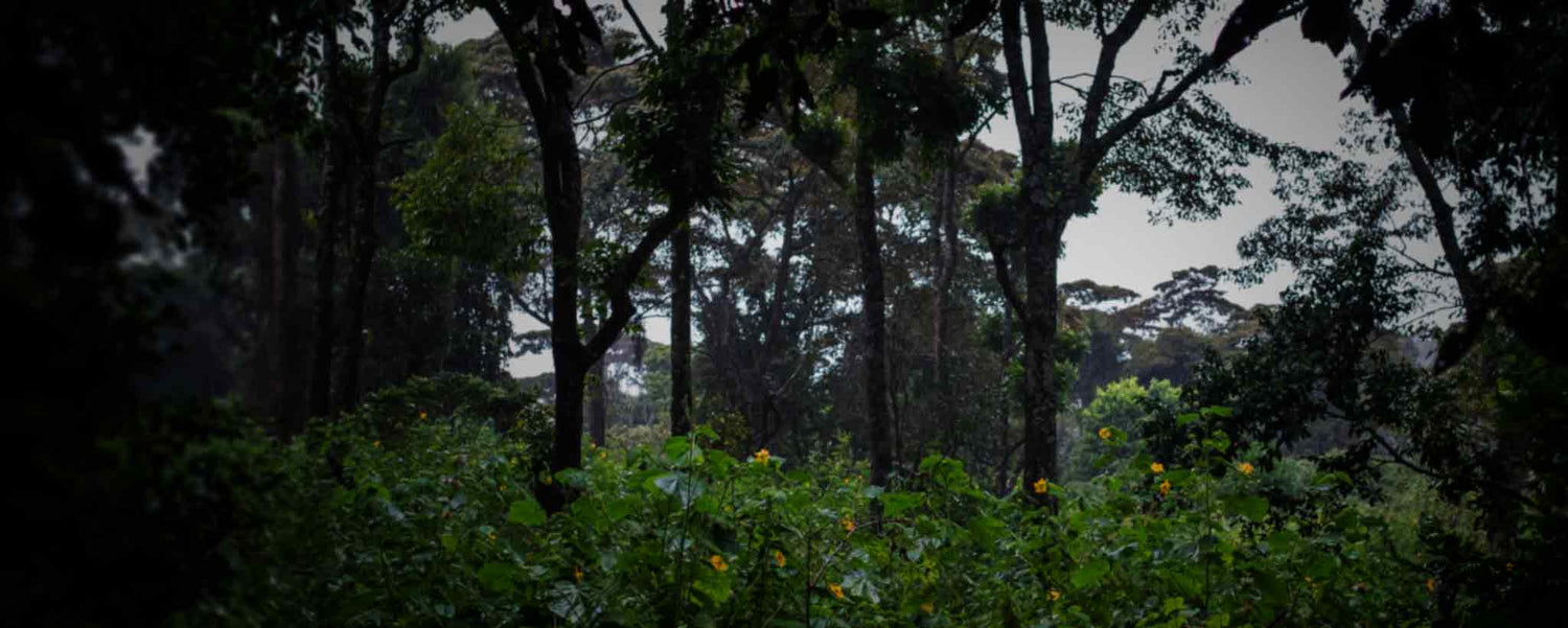 A dense, dark jungle.