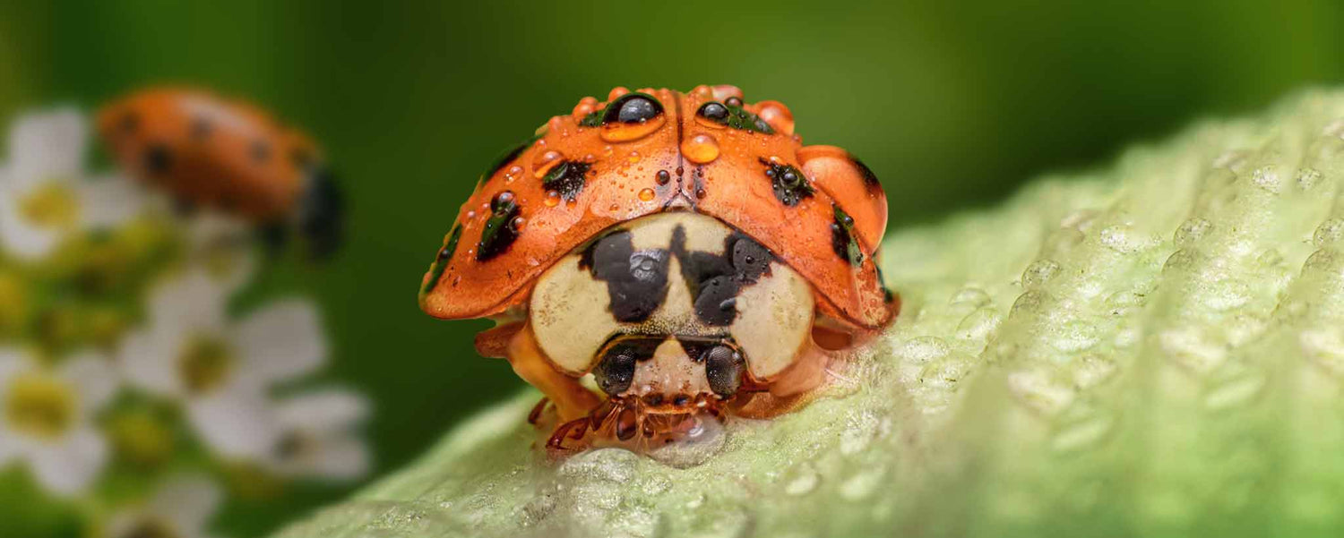 A orange ladybug on a green leaf.