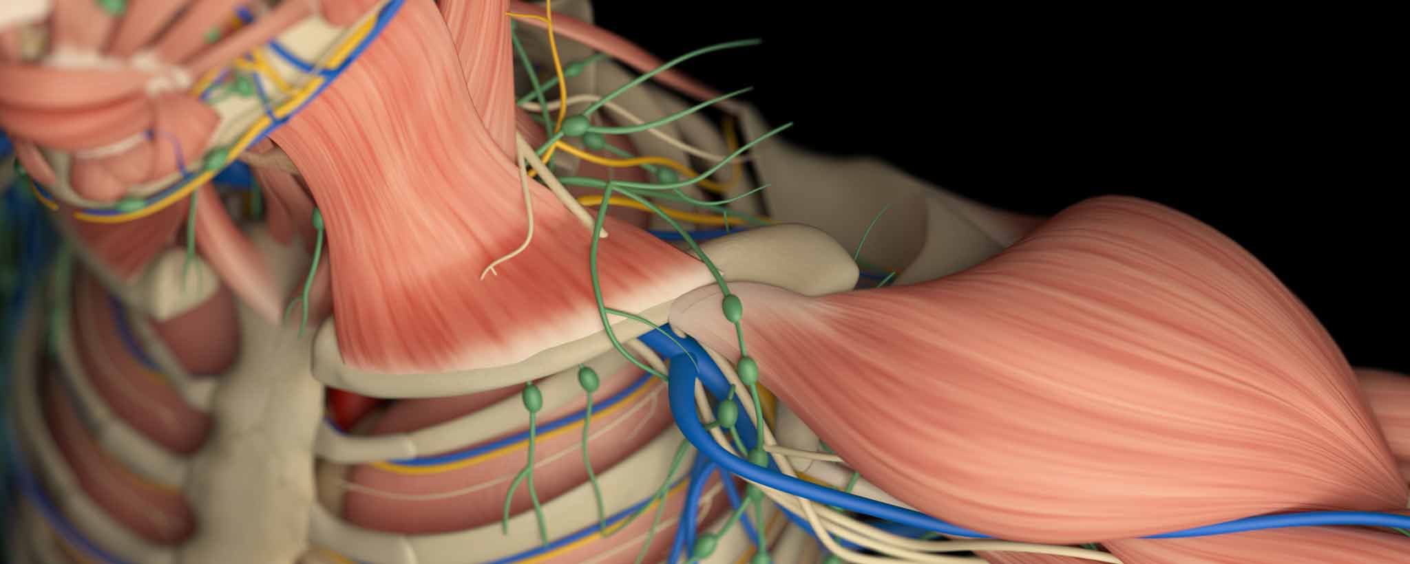 'Lymphatic system anatomy'