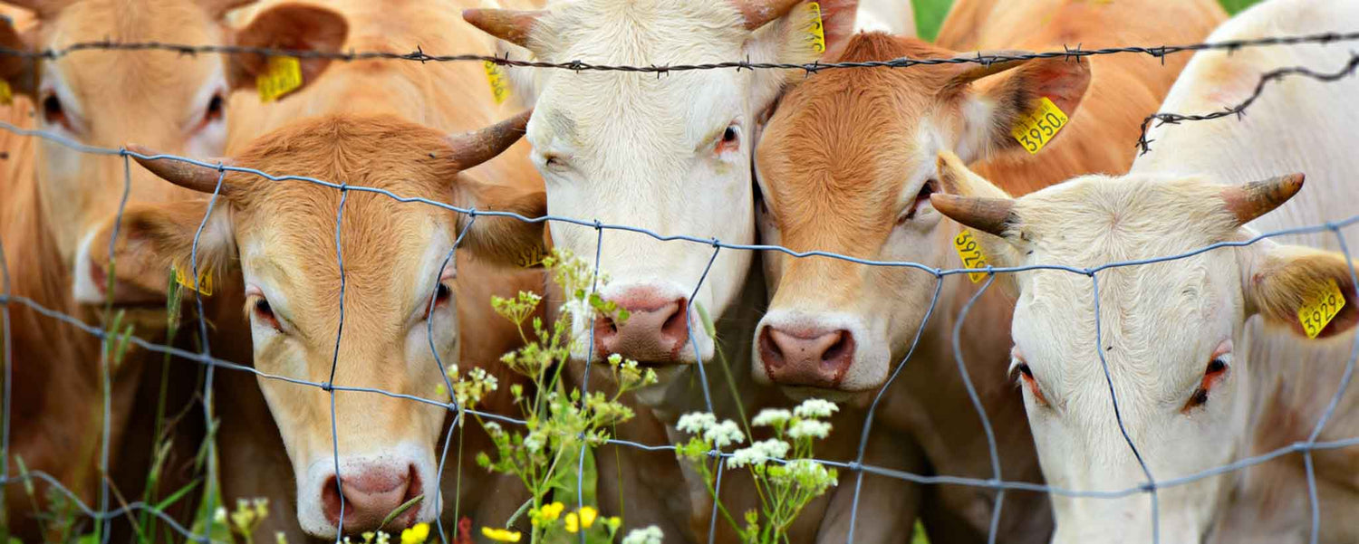 Where Does Your Meat Come From?