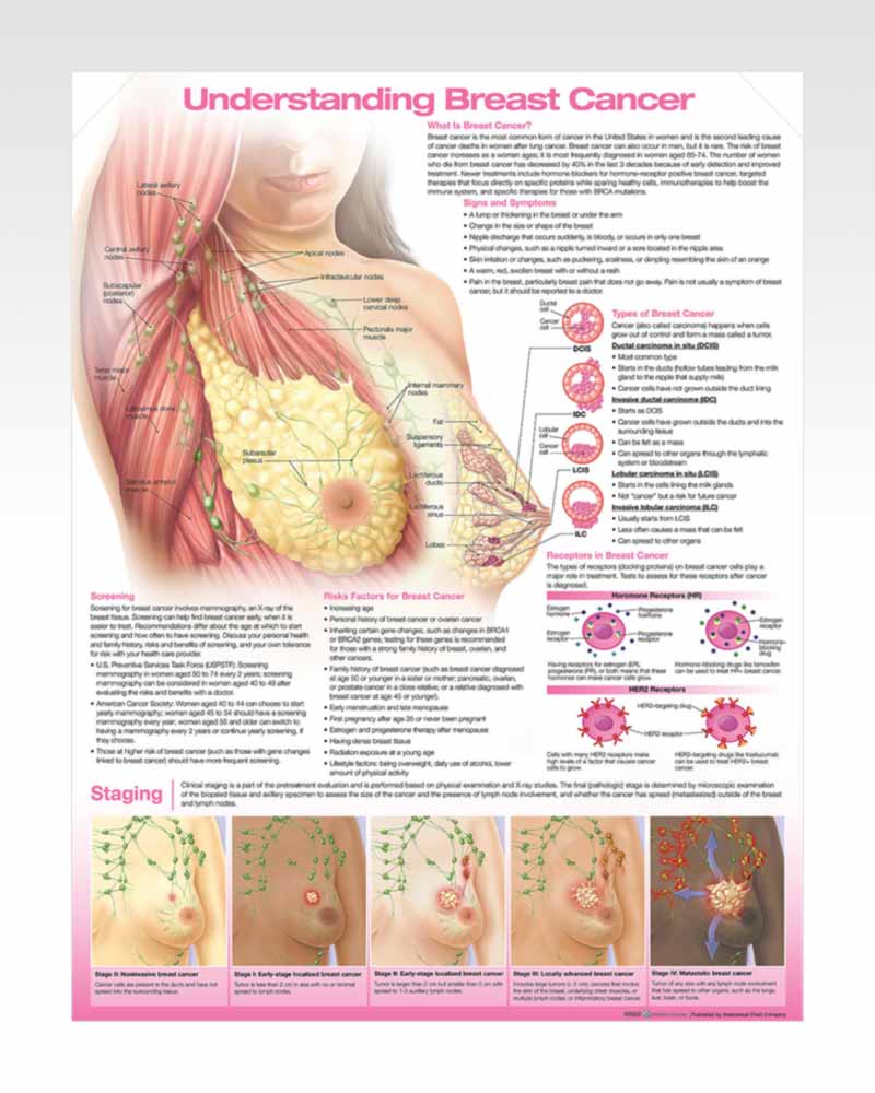 The Female Breast Laminated Anatomy Chart