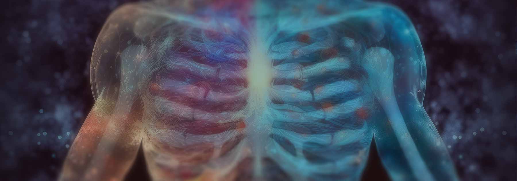 Human skeleton torso