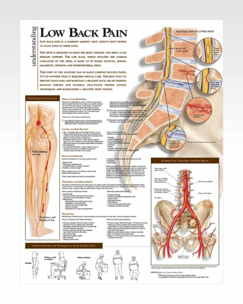 The Lower Extremity Laminated Anatomy Chart