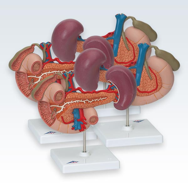 meta-4 Rear Organs of Upper Abdomen Models
