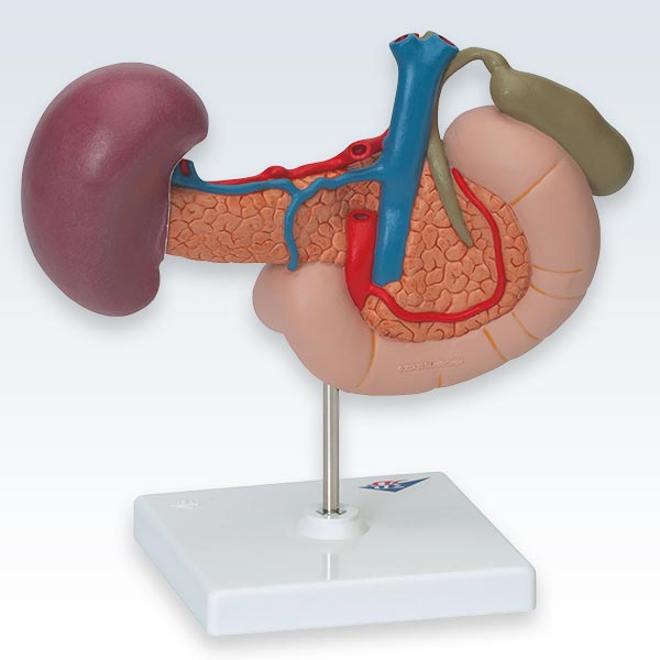 Rear Organs of Upper Abdomen Model