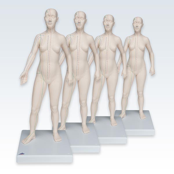 meta-4-Acupuncture Female Figure Models