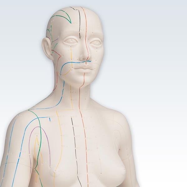 Acupuncture Female Figure Model Detail