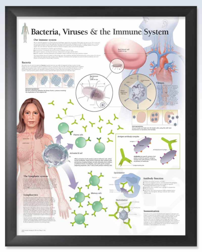 Bacteria, Viruses & the Immune System Chart 22x28