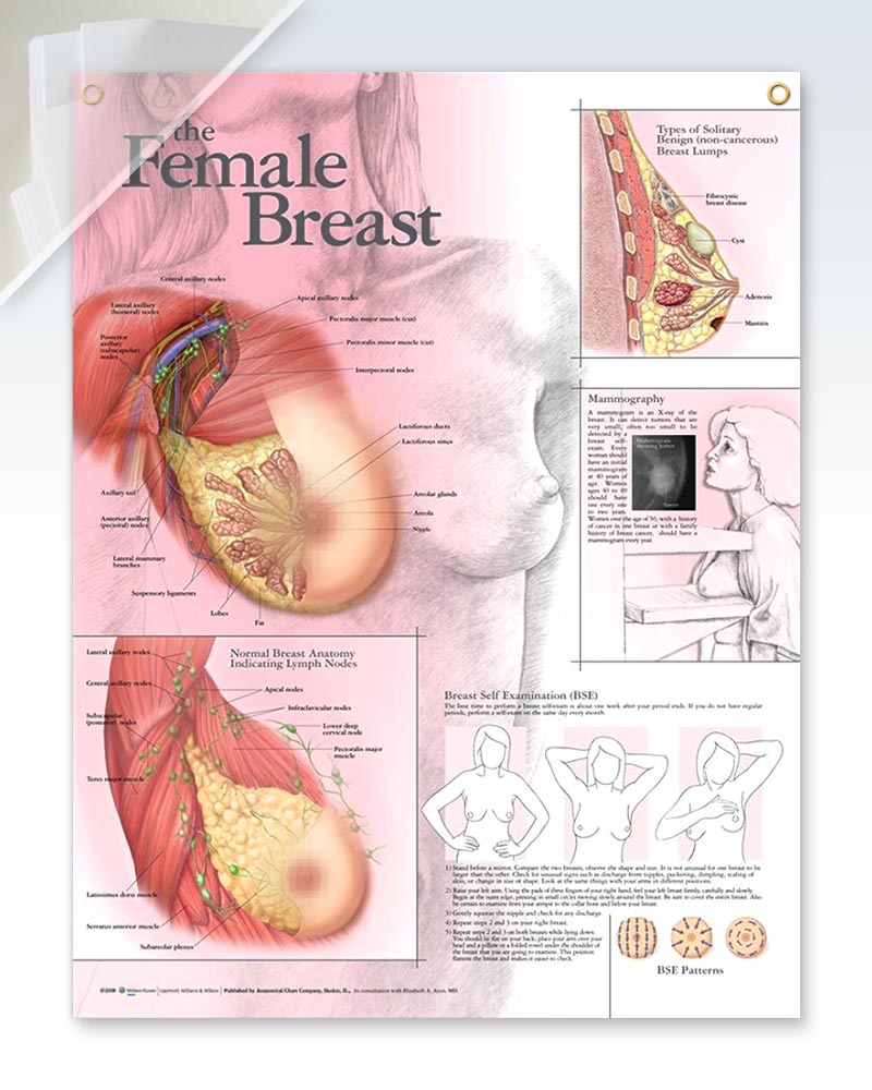 Laminated Female Breast Anatomy Chart / Poster