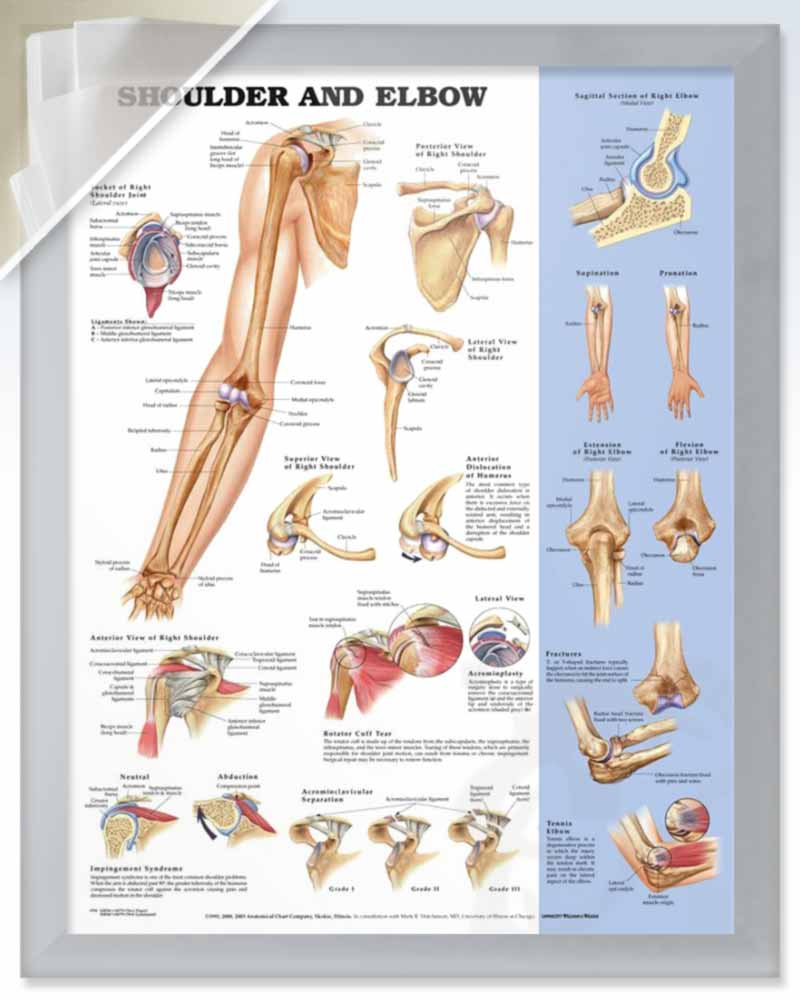 Shoulder and Elbow (d) 20x26