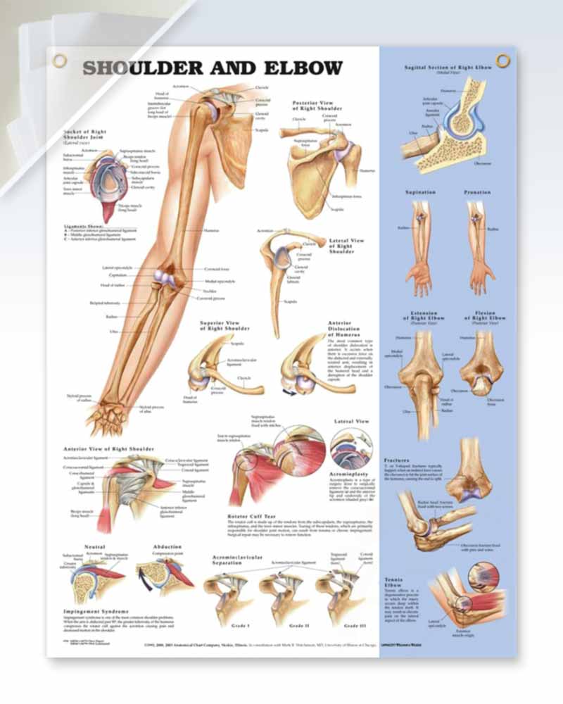 Shoulder and Elbow (d) 20x26