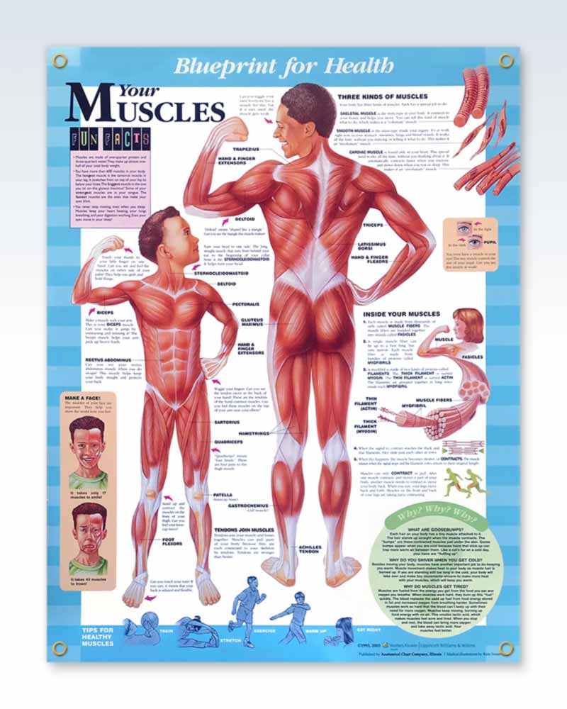 The Female Muscular System Laminated Anatomy Chart