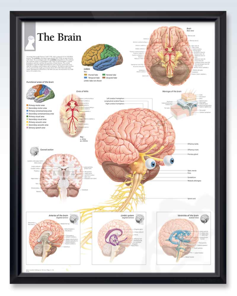 thumbnail image 2 of Anatomy Lab Human Brain Anatomy Poster, LAMINATED, Hungary 2 of 12