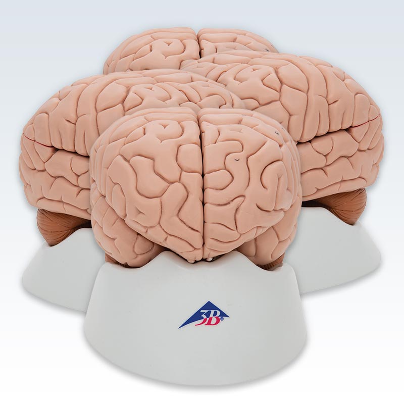 8-Part Human Brain Model Set of 4