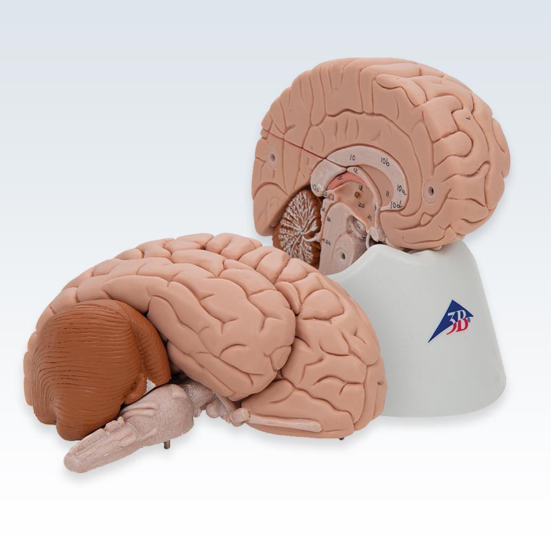 8-Part Human Brain Model Halves