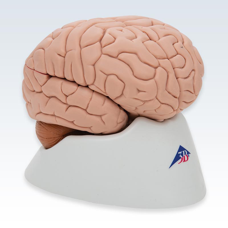 8-Part Human Brain Model