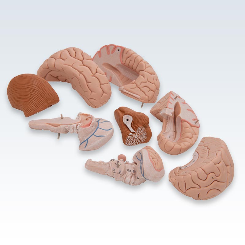 8-Part Human Brain Model Disassembly