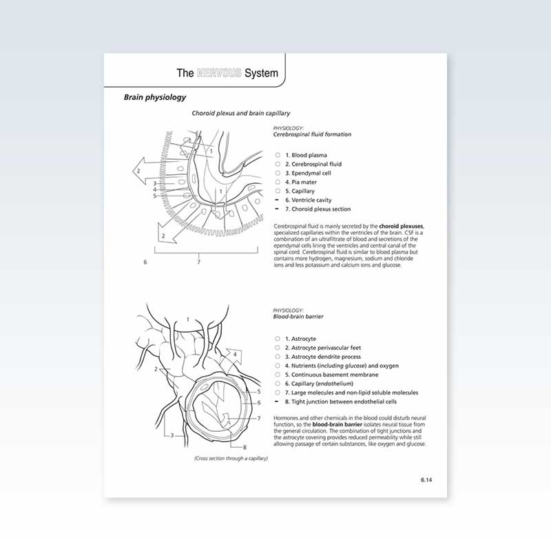 Color Book Brain Physiology