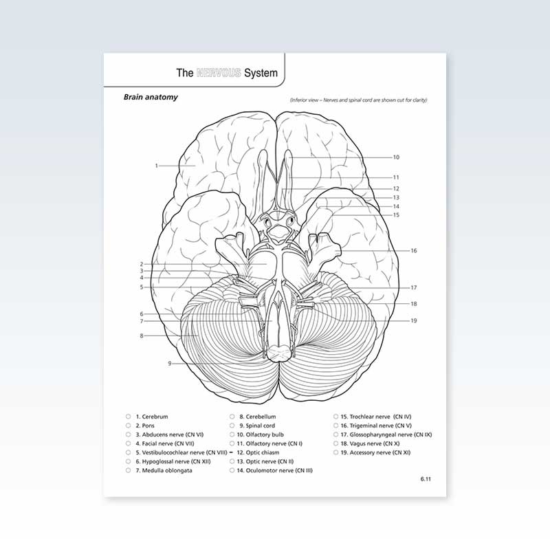 Coloring Book Brain Anatomy