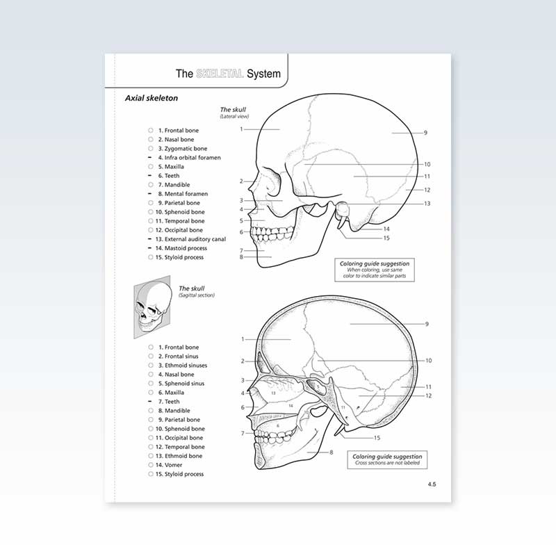 Color Book Skull