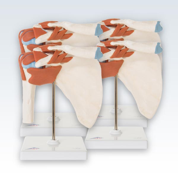 meta-4 Deluxe Functional Shoulder Joint Models