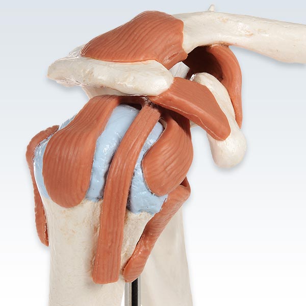 Deluxe Functional Shoulder Joint Model Detail