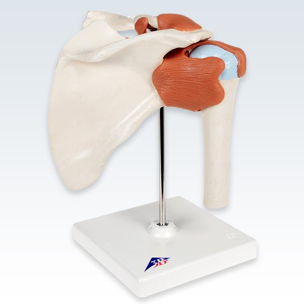 Deluxe Functional Shoulder Joint Model Posterior