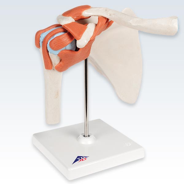 Deluxe Functional Shoulder Joint Model