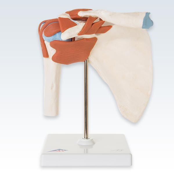 Deluxe Functional Shoulder Joint Model