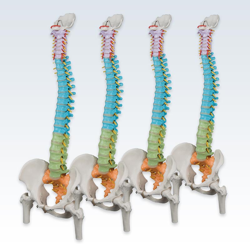 Set of 4 Colored Flexible Spine Models