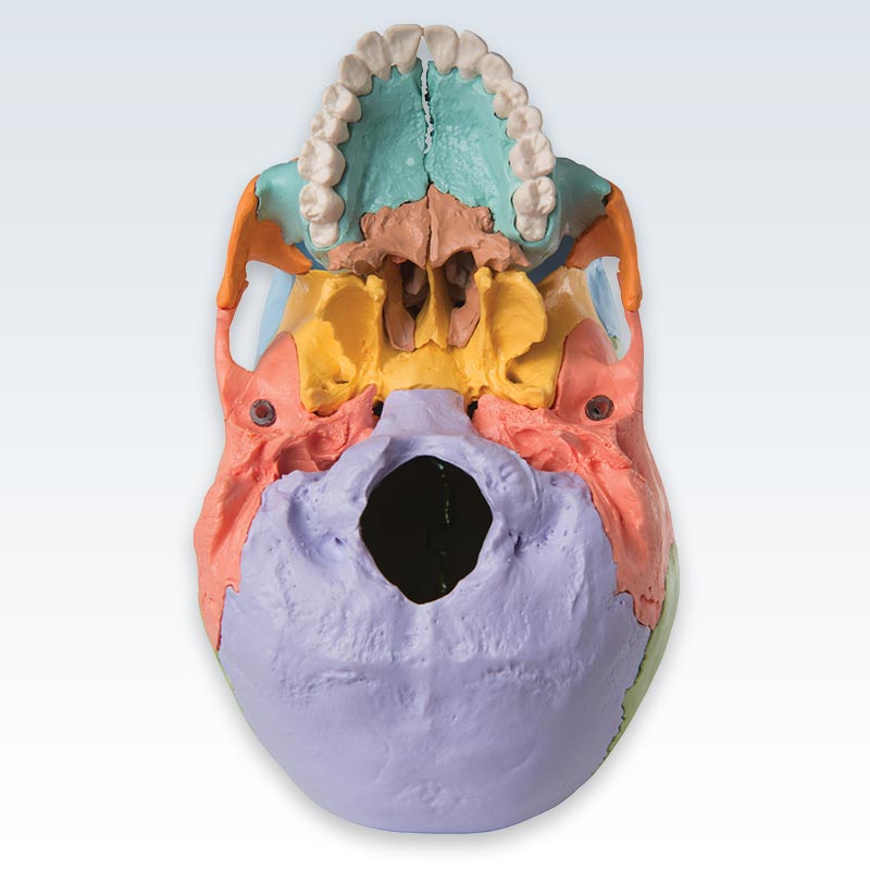 Didactic Colored Adult Human Skull Bottom