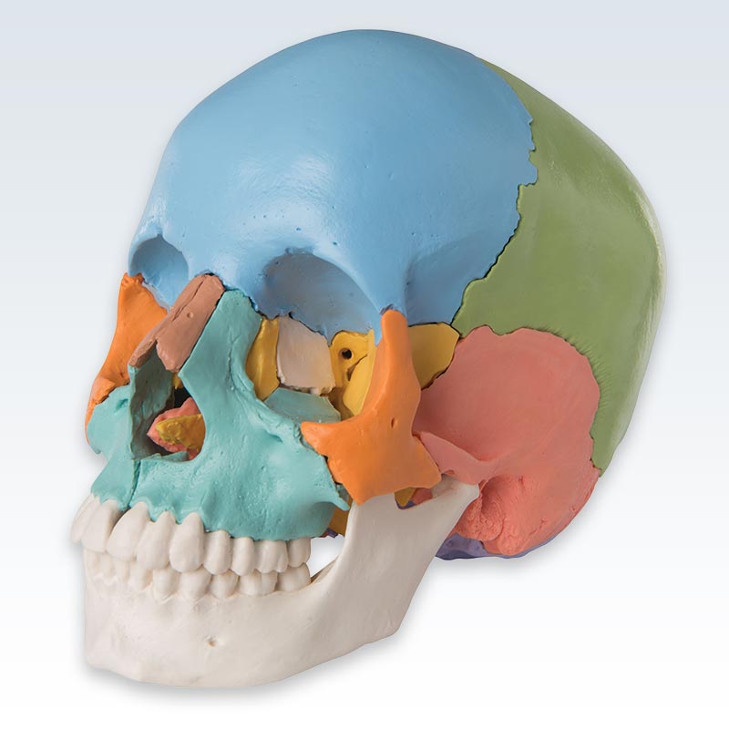 Didactic Colored Adult Human Skull