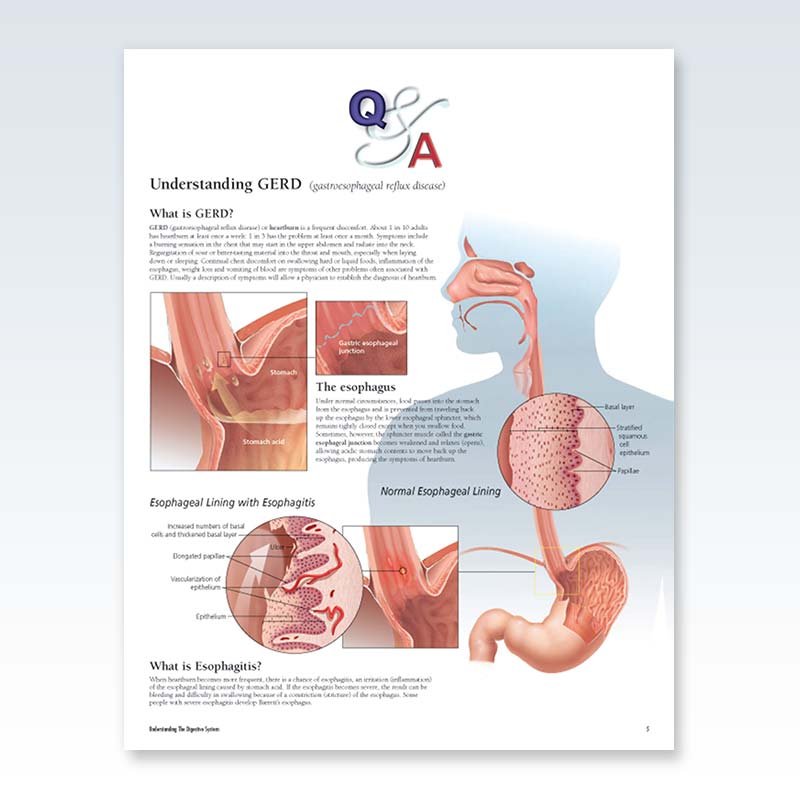 Understanding Digestive System Flip Chart Page 5