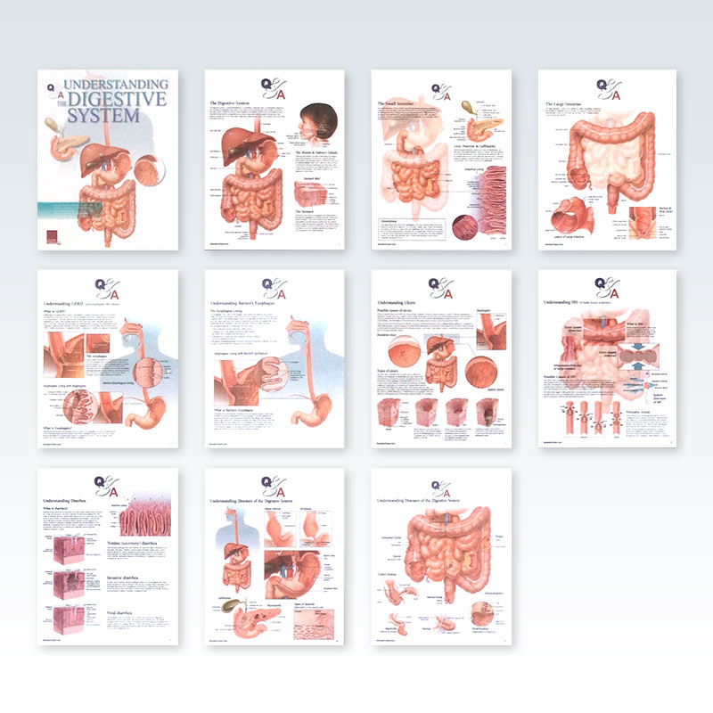 Understanding Digestive System Flip Chart Pages