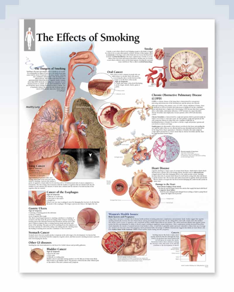 cigarette physiology Pathophysiological Impact of Cigarette Smoke Exposure on the Cerebrovascular System with a Focus on the Blood-brain Barrier: Expanding the Awareness of Smoking Toxicity in an Underappreciated Area cigarette physiology Pathophysiological Impact of Cigarette Smoke Exposure on the Cerebrovascular System with a Focus on the Blood-brain Barrier: Expanding the Awareness of Smoking Toxicity in an Underappreciated Area