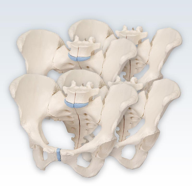 Female Pelvis 3-Part Models