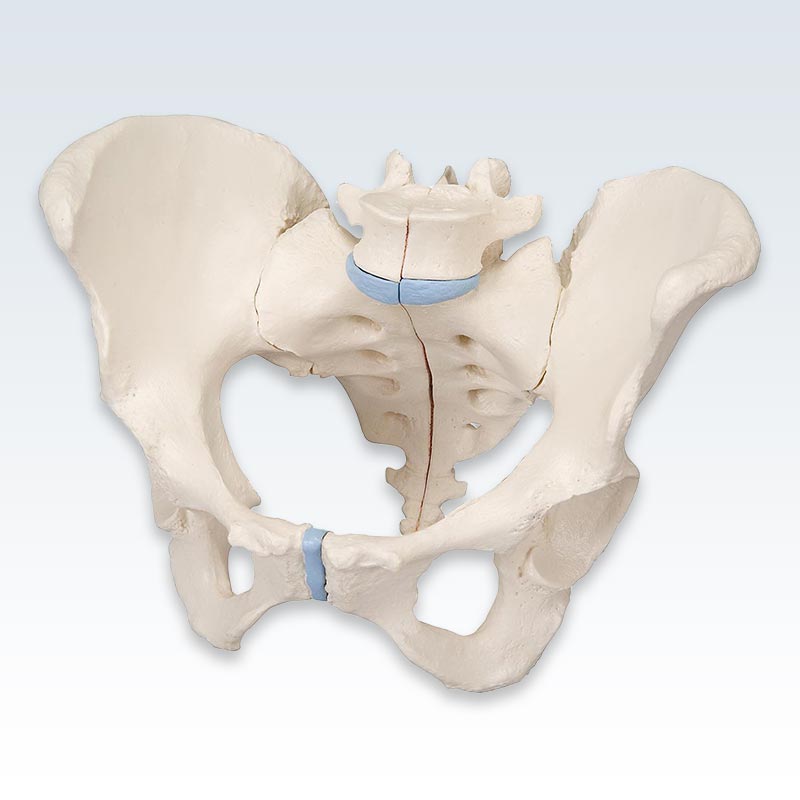 Female Pelvis 3-Part Model