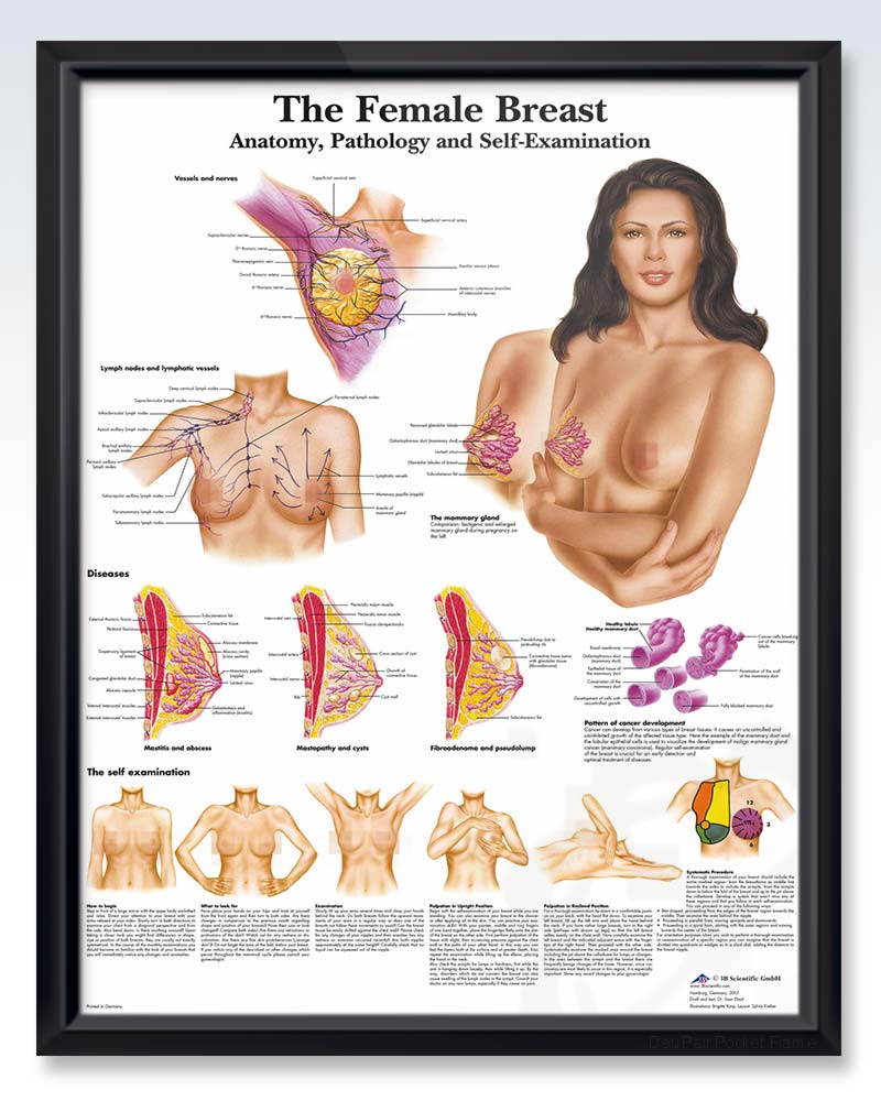 The Female Breast Chart 20x26