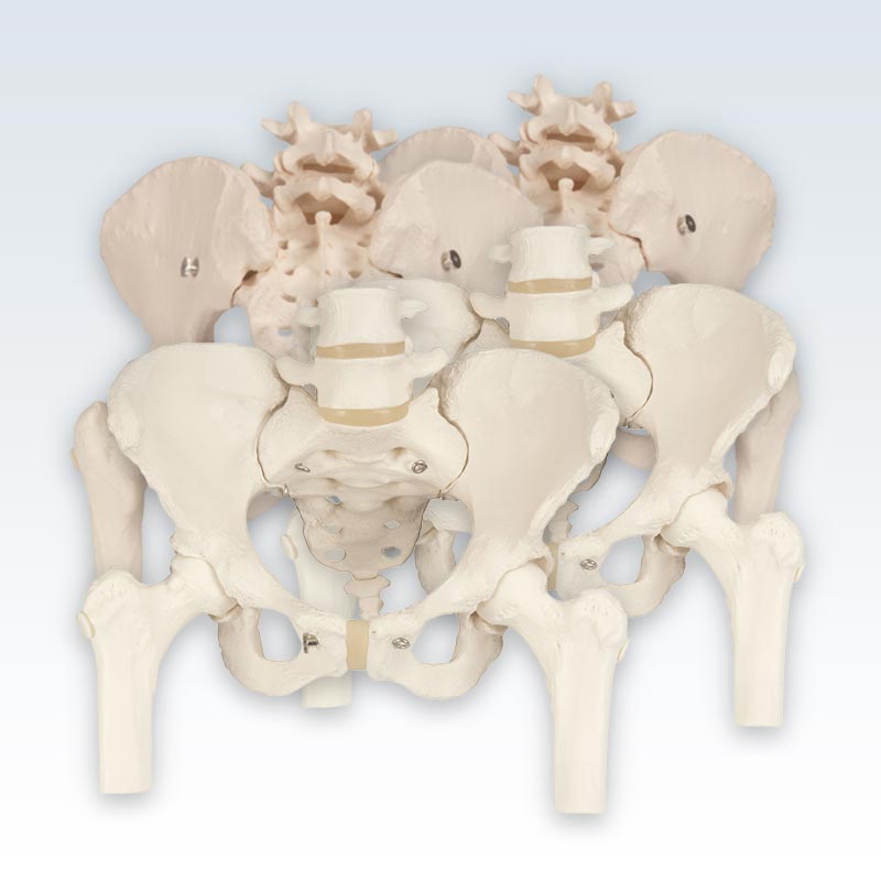 Female Pelvis With Femur Models