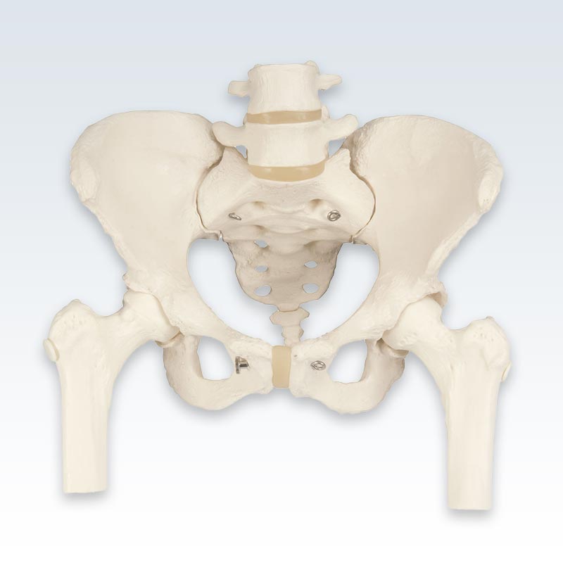 Female Pelvic Skeleton With Femur Heads Anterior