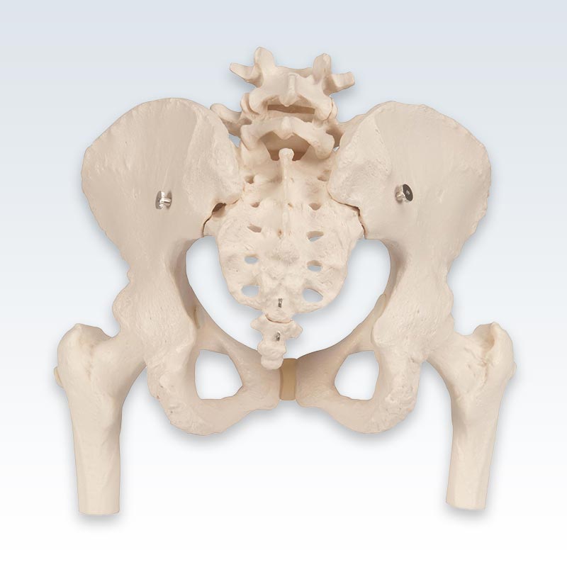 Female Pelvic Skeleton With Femur Heads Posterior