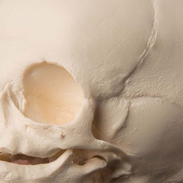 Fetal 30-Week Skull Model Detail