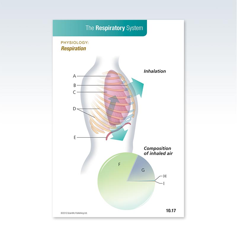 Anatomy Respiratory System Flash Card