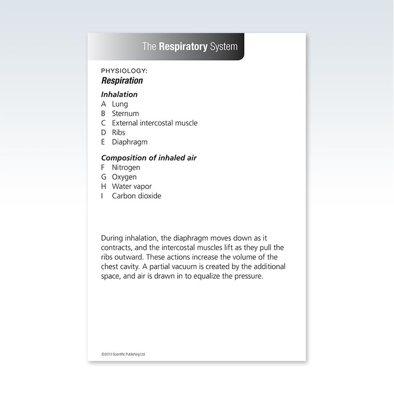 Anatomy Respiratory System Flash Card