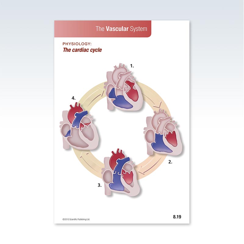 Physiology Vascular System Flash Card