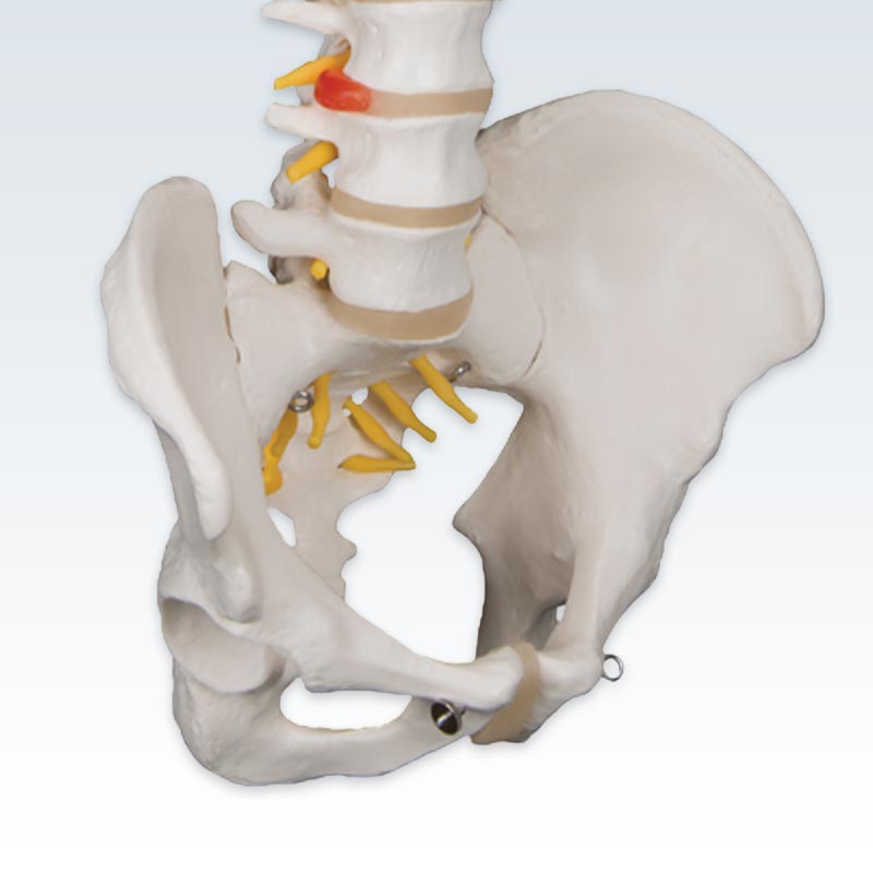 Pelvis Detail Flexible Spine Model