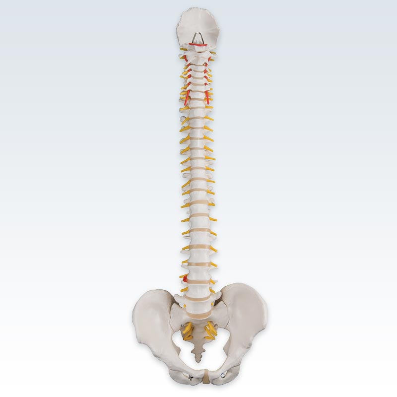 Anterior Flexible Spine Model